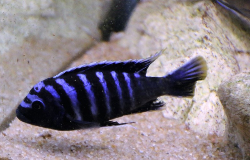 Cynotilapia afra 'Border'